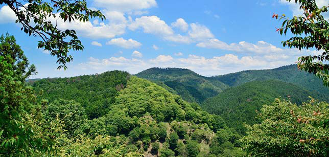 吉野山の新緑写真