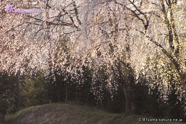 ④嵐山の桜
