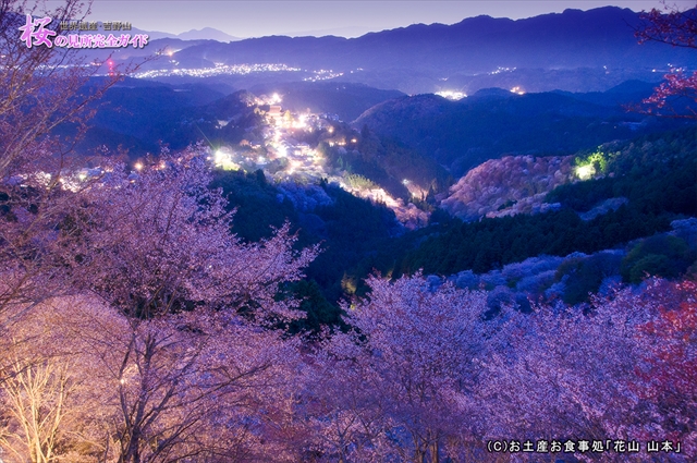 ④花矢倉展望台から観る夜の桜