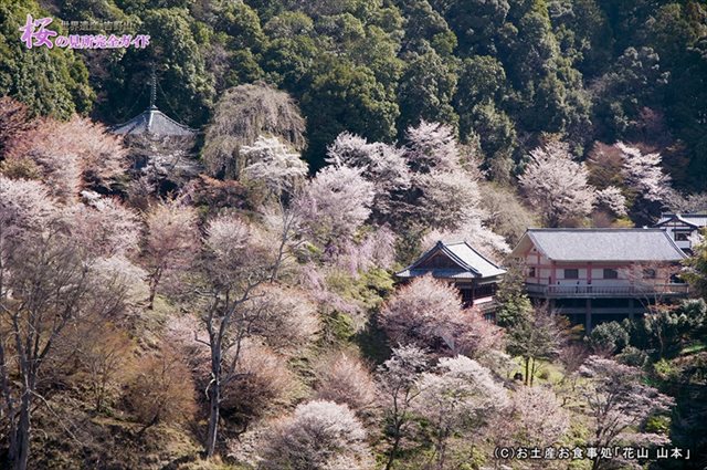 ②如意輪寺周辺に咲く桜