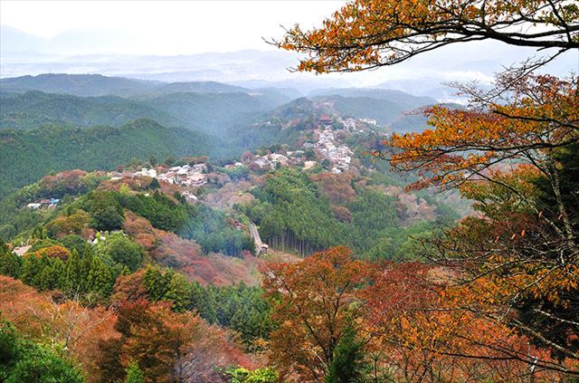上千本の桜の紅葉
