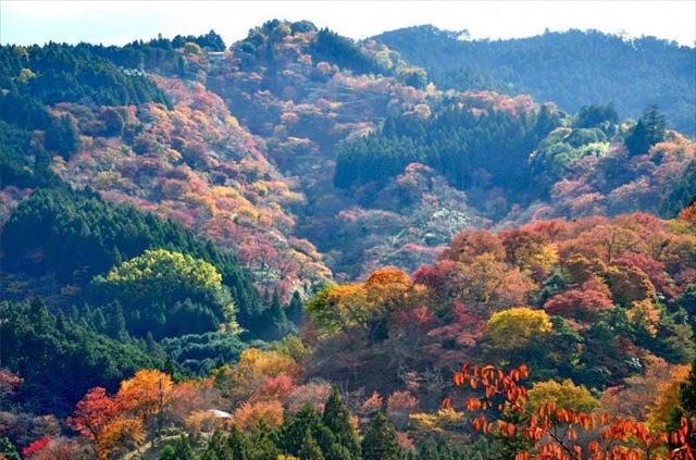 中千本の桜の紅葉