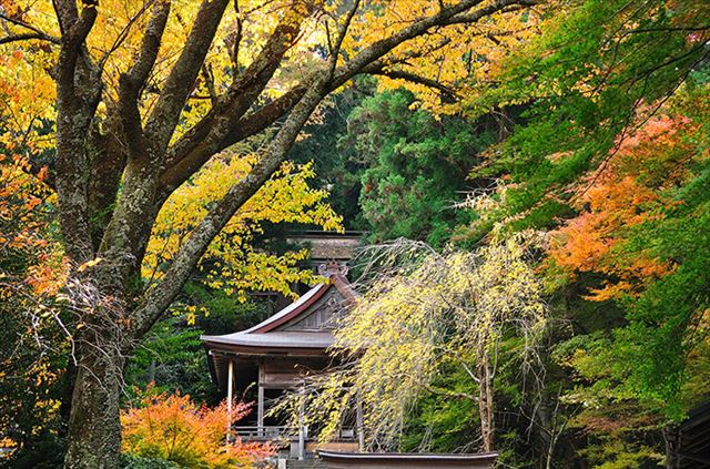 奥千本の桜の紅葉