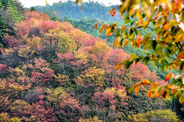 下千本の桜の紅葉
