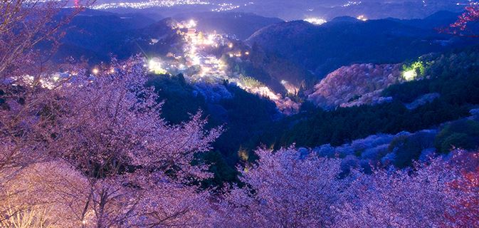 見頃 吉野 桜 【2022】吉野山の桜の混雑が想像を絶する件！綺麗な見頃時期も紹介