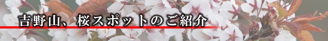 吉野山桜スポットのご紹介