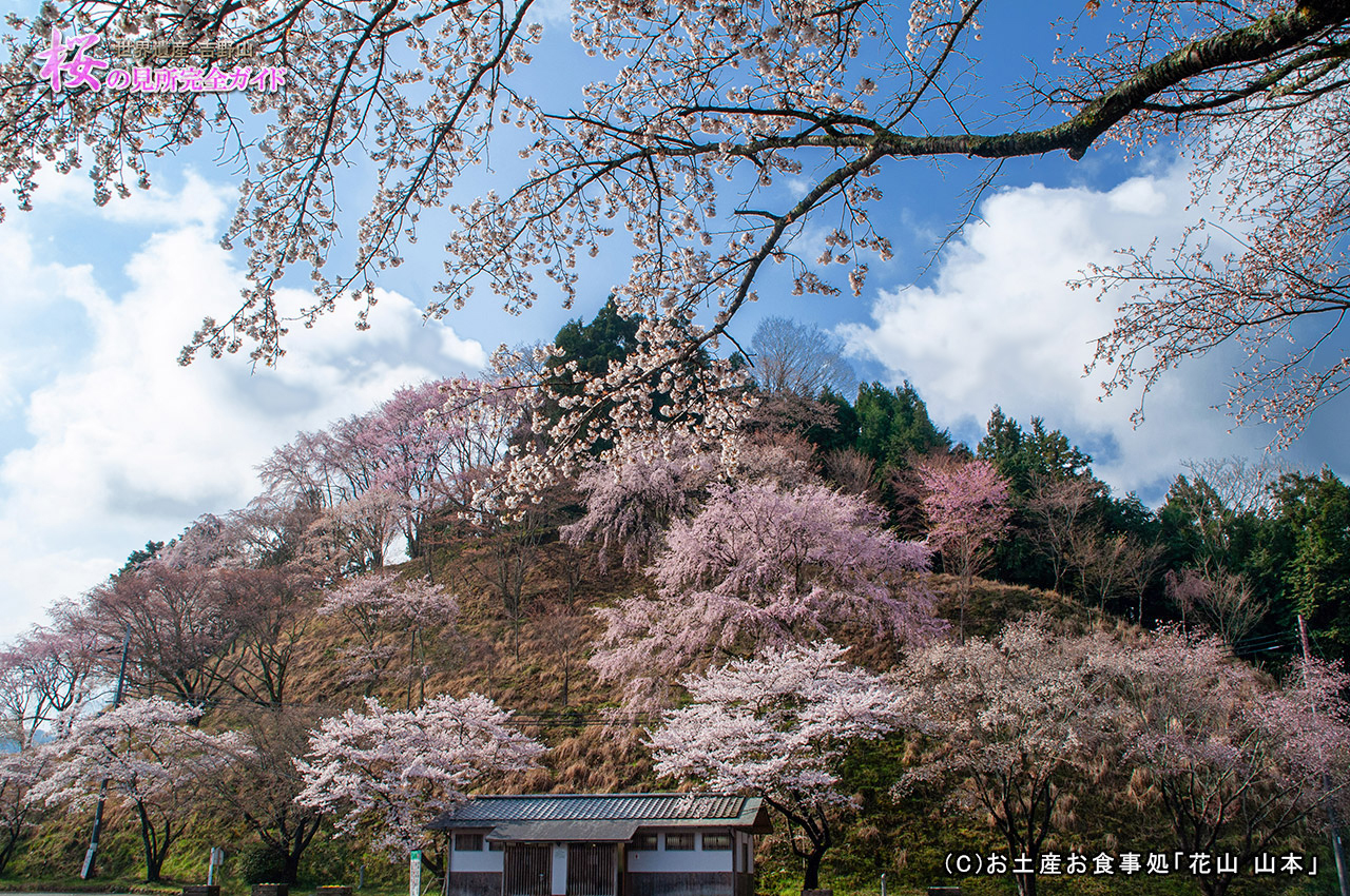 必見 吉野山 桜の見所完全ガイド