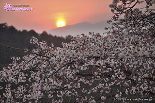 嵐山近くの桜と夕陽