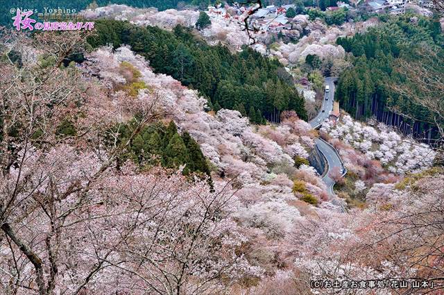 ②展望台近くから上千本の桜を見下ろす