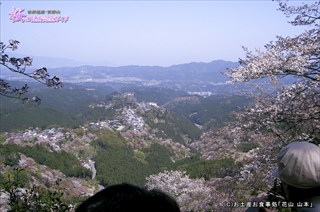花矢倉展望から観る桜風景
