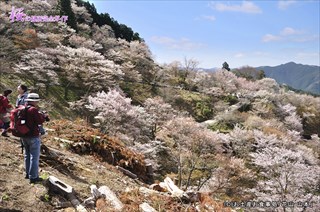 花矢倉展望台近くから観る桜風景