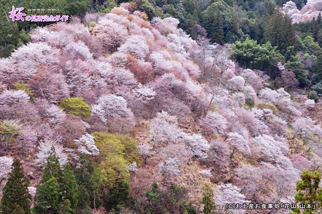 ②吉水神社境内から観る中千本の桜