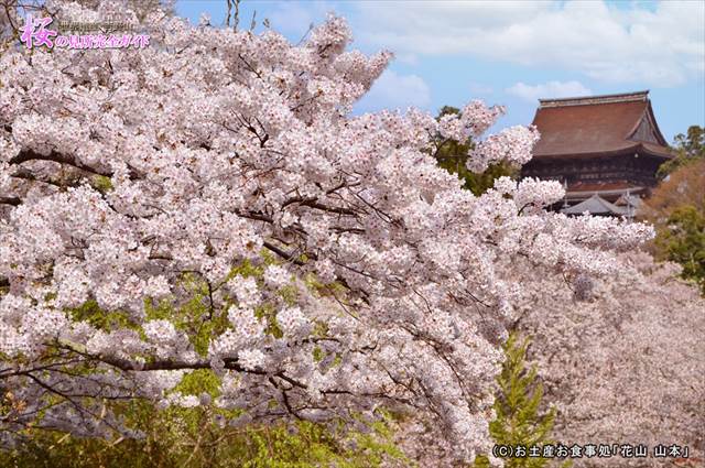 ④吉水神社階段下から見る蔵王堂と桜