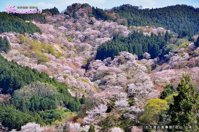 ③吉水神社境内から見る上千本の桜