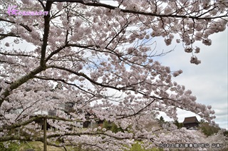 ⑤吉水神社階段下から見る蔵王堂と桜