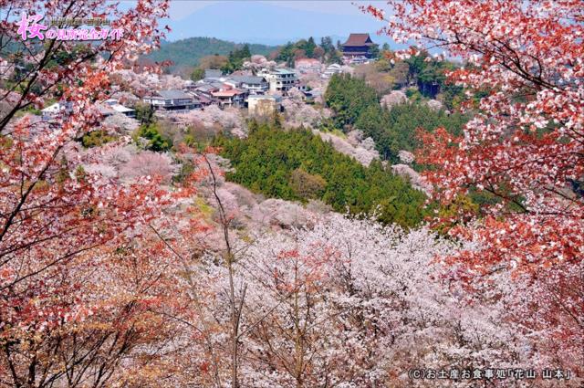 ①如意輪寺近くの観光車道から観る中千本の桜