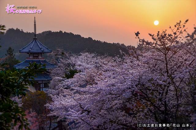 ④南朝皇居跡に咲く桜と花見客