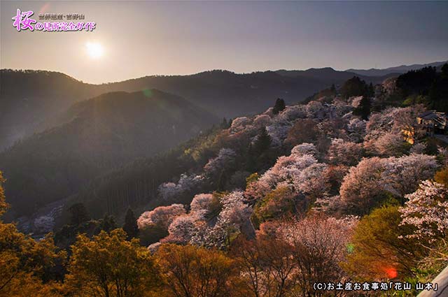 ③朝陽と七曲り坂の桜