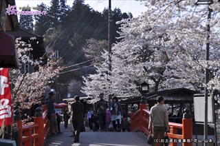 ①大橋と桜