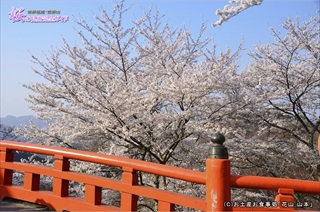 ⑤大橋と桜