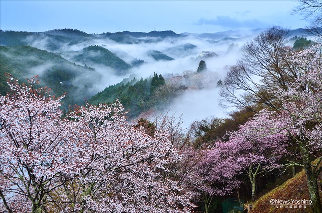 雨上がりの下千本の桜0