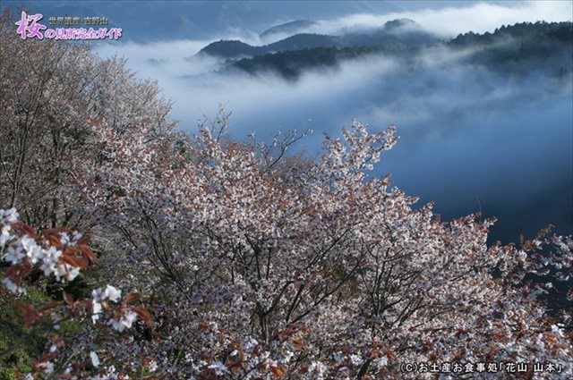 雨上がりの下千本の桜5