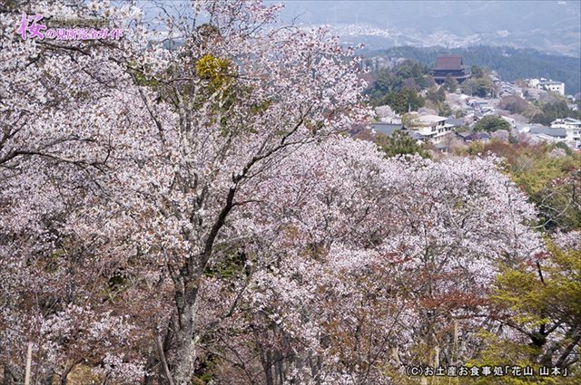 ①展望所から観る桜と蔵王堂