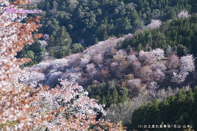 ②展望所から観る如意輪寺周辺の桜