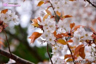 ⑥西行庵に咲く桜