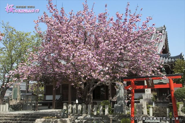 ①櫻本坊の八重桜