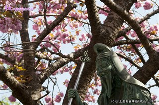 八重桜と役行者の像