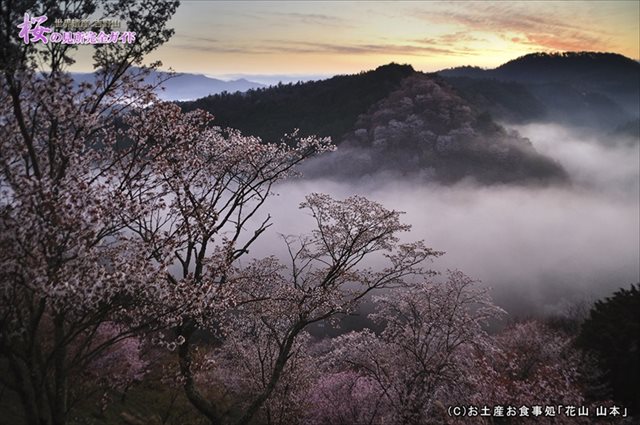 ②早朝雨上がりの桜風景