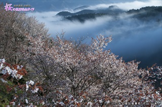 ④雨上がりの桜風景