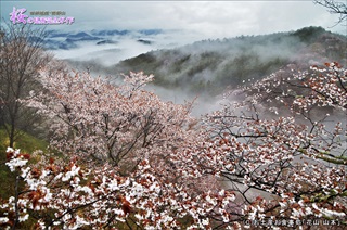 ⑤雨上がりの桜風景