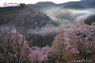 ⑥雨上がりの桜風景