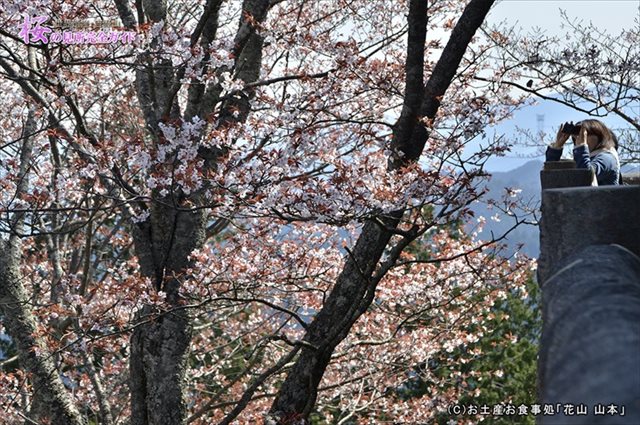 ②展望台から桜を観る人