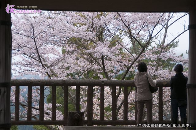 ③展望台から桜を観る人