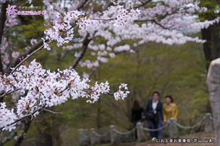 展望台に咲く桜