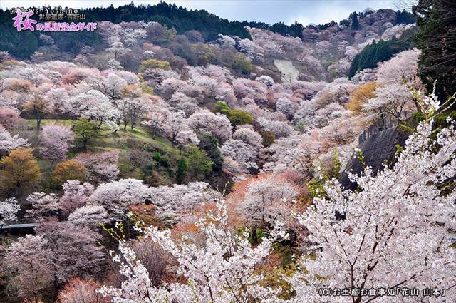 ①観光車道から観る滝桜