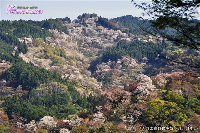 ②吉水神社から観る滝桜