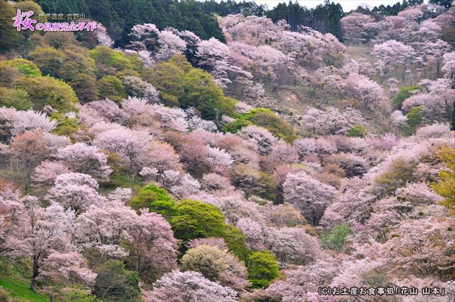 満開の滝桜