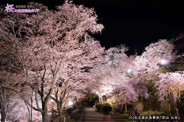 ①七曲坂の夜桜