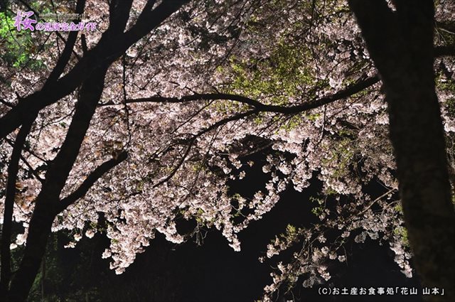 ③七曲坂の夜桜