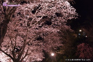 ④七曲坂の夜桜