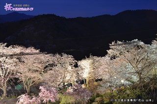 ⑤七曲坂の夜桜