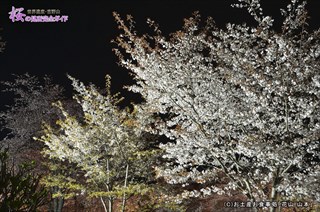 ⑥七曲坂の夜桜