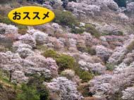 滝桜