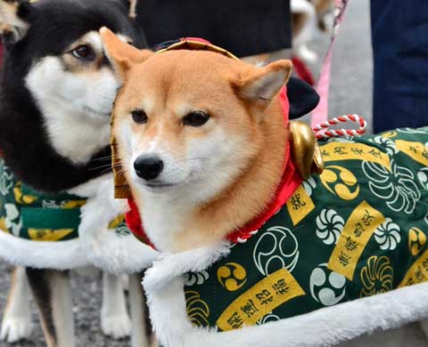 犬